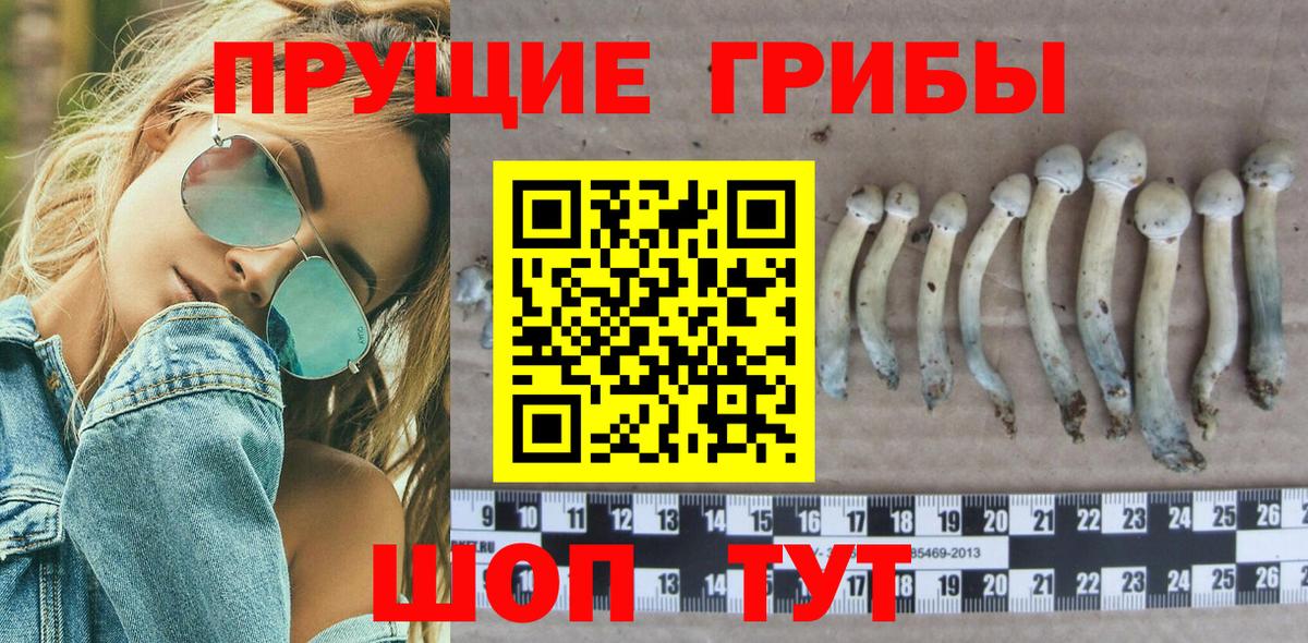 Галлюциногенные грибы прущие грибы  Чусовой  где продают   Галлюциногенные грибы Cubensis 